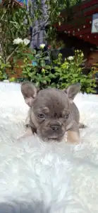 French Bulldog - Holly 