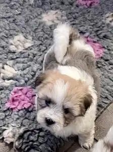 Coton de Tulear - Bendi