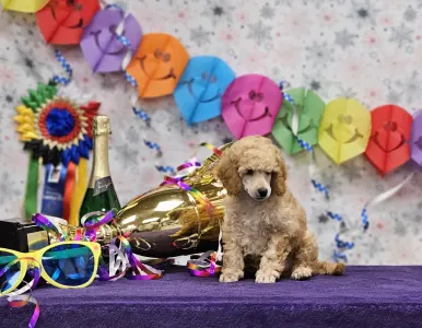 Pudel średni - Kentaur Of Your Sweetest Dream