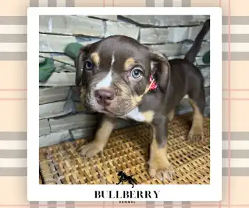 American Bully - Standard - Loganberry