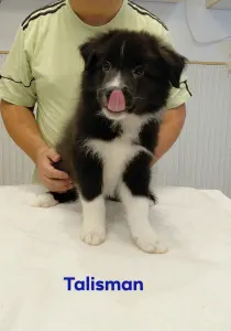 Border Koli - Talisman