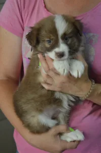 Border Collie - Milka/ Chocolate Sable Szuka