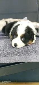 Miniature American Shepherd - And Just Like That - "samantha"