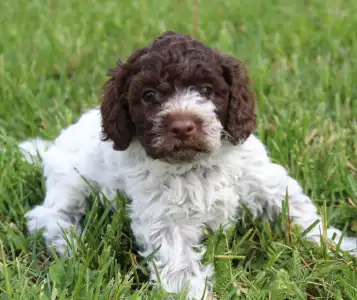 Lagotto Romagnolo - Tomborgotto Bora
