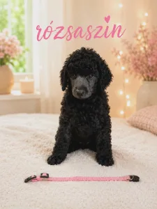 Pudel duży - Rózsaszin
