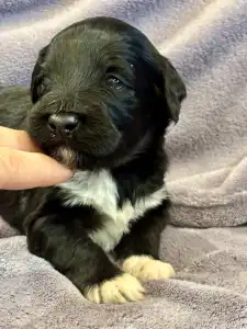 Portugál vízikutya - Rodrigo