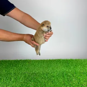Shiba - Yuji