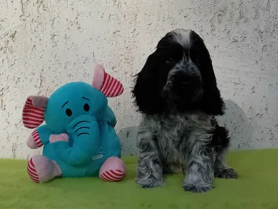 Cocker Spaniel anglais - Donald 