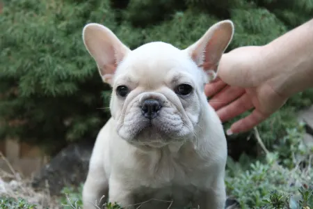 Bouledogue français - Aston