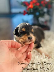 Австралийская овчарка - Honour For The Brave Sacramento Kings