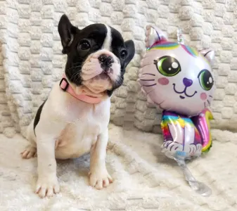 Francia bulldog - Georgina