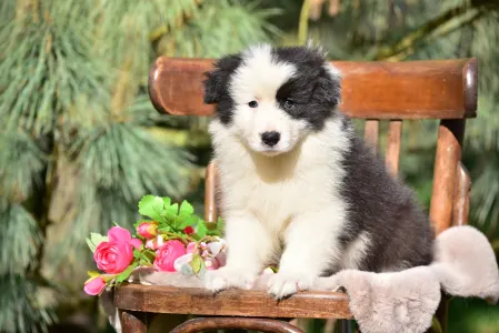Border Collie - Berwick Guard