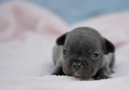 Französische Bulldogge - Málna