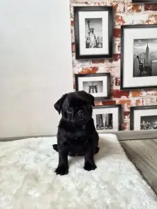 Pug - Quick Kiss