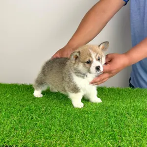 Welsh Corgi Pembroke - Zyrus