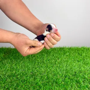 Biewer teriér - Olivia