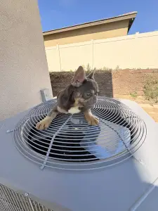 Französische Bulldogge - Herman Dinger