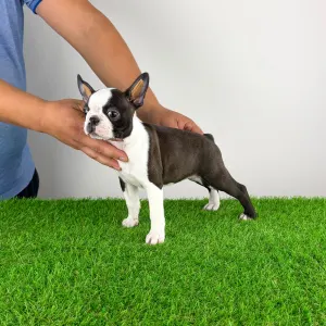 Boston Terrier - Domina
