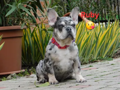Francia bulldog - Ruby