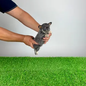 Chihuahua - Orina