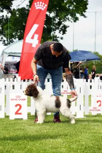 Wasserhund der Romagna - Artemis Floresti