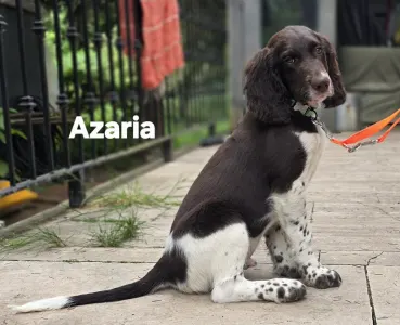 Malý münsterlandský ohař - Azaria