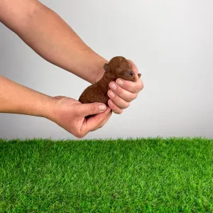 Poodle Miniature - Levi