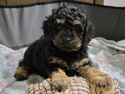 Cavapoo - Pedro