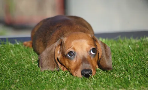 Dachshund - Olaf