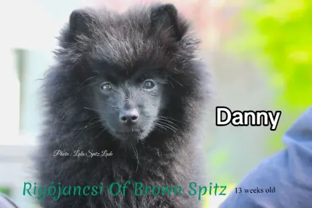 Deutscher Kleinspitz - Of Brown Spitz