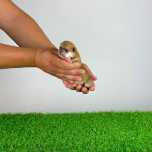 Shiba inu - Vana
