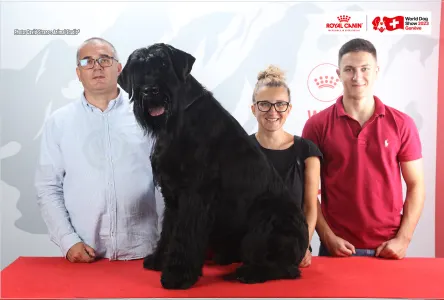 Giant Schnauzer - Prima Fortis 