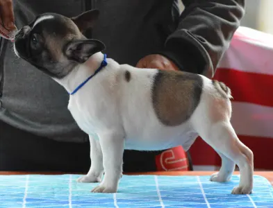 Französische Bulldogge - Rocky