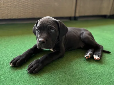 Cane Corso - Balthazar