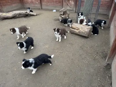 Border Collie - Sio-Bella
