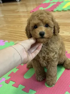 Poodle Miniature - Fairytail World Gabbana