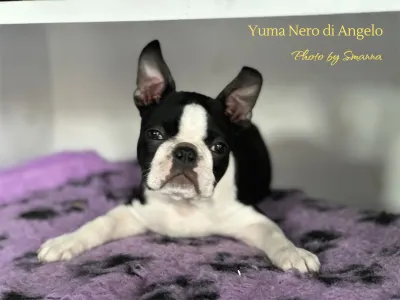 Boston Terrier - Yuma Nero Di Angelo