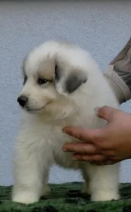 Pyrenean Mountain Dog - Candybelldream Eddy