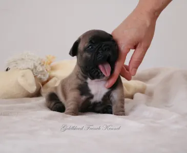 Französische Bulldogge - Aslan