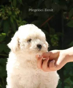 Puli - Pörgelóci Zenit