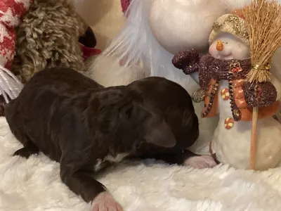 Romagna Water Dog - Bizsu