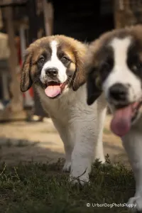 Moscow watchdog - Egresvölgyi Kennel