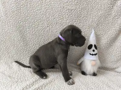 Cane Corso Italiano - Forza Di Diavolo Dorothy