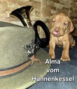 Hungarian Wire-haired Vizsla - Alma Vom Hunnenkessel