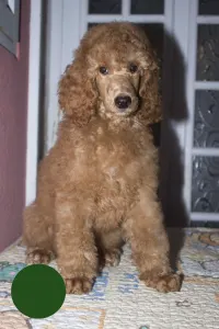 Poodle Standard - Johann Prestige