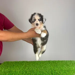 Australian Shepherd - Shaky