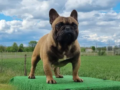 French Bulldog - Top Of The Hunterberg Udo