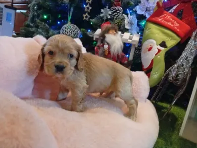 Angol Cocker spániel - Rex