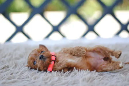 Cavapoo - Bella