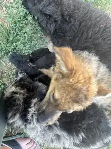 Mudi - Azúrkék-ragyogás Szerény